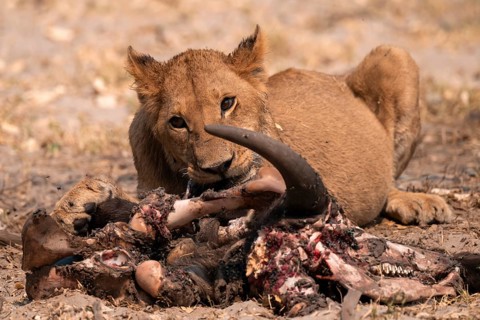 Lion pack with kill, lion (Panthera Leo) eats buffalo, savanna, Moremi Game Reserve, Botswana