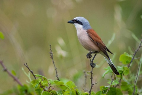 Lanius Collurio, red-backed shrike, redback shrike, birds, Bulgaria, male, passeri, songbirds,