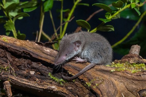 Crocidura Russula, Greater White-Toothed Shrew, House Shrew, Insectivora, Insectivora, Adolescent,