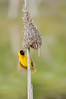 Black-headed weaver (Ploceus melanocephalus, Loxia melanocephala), mating male at the nest,