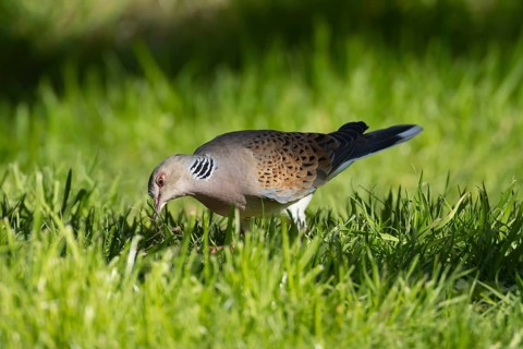 European turtle dove (Streptopelia turtur) adult bird in grassland, England, United Kingdom