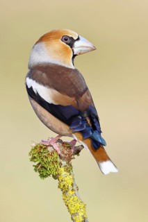 Hawfinch (Coccothraustes coccothraustes), male, perched on a moss-covered branch, North