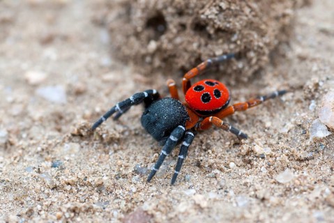 Eresus cinnaberinus, ladybird spider, arachnids, Bulgaria, male, spiders, spiders, spiders