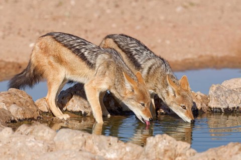 Black-backed jackals (Lupulella mesomelas), two adult animals, reflected in the water, drinking at