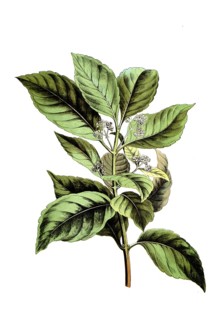 Mate, mate bush, ilex paraguariensis, school picture, illustration, reproduction from a 19th
