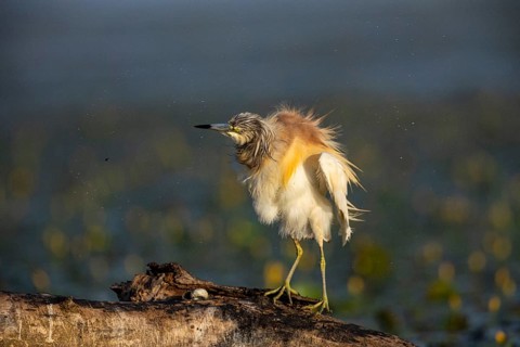 Squacco Heron (Ardeola ralloides) in the fog Hungary