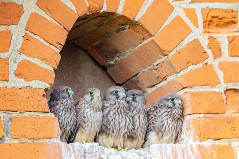 Kestrel (Falco tinnunculus) – Young kestrels in the nest – German