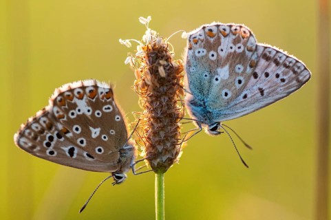 Lysandra coridon, polyommatus coridon, silverblue, silvergreen blue, butterfly, chalkhill blue,
