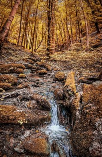 Autumn forest with a flowing stream, surrounded by warm colors and moss, atmospheric, hiking in the