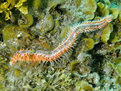 A luminous bristle worm, the fire bristle worm (Hermodice carunculata), winds its way through green