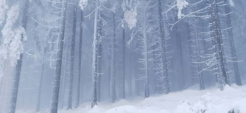 Frozen trees in a snowy winter landscape with a frosty feeling, hiking in winter, Rennsteig,