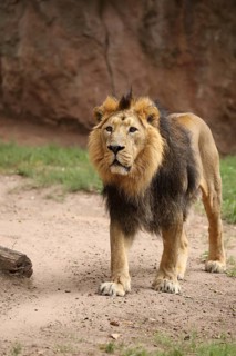 An imposing lion with a thick mane stands on sandy ground in a natural enclosure, an Asiatic Lion