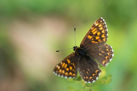 Brown cube butterfly, duke of burgundy fritillary, hamearis lucina, pearl bandage, cowflower cube,