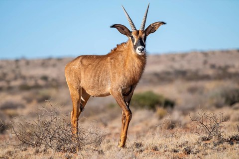 Juvenile roan antelope (Hippotragus equinus) standing in the grasslands, South Africa