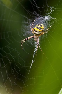 Argiope brünnichi, arachnids, tiger spider, wasp spider, arthropod, high size, portrait format,
