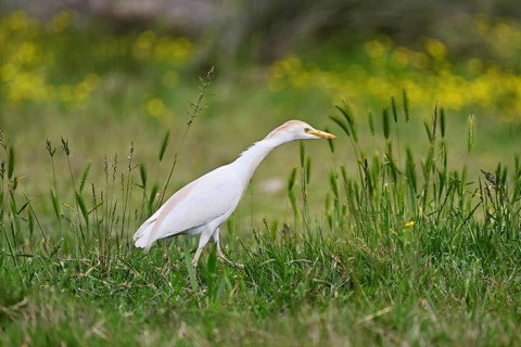 Cattle egret (Bubulcus ibis), foraging in a meadow, Camargue, southern France, France