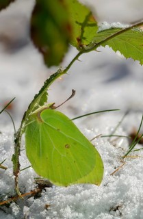 Brimestone, Gonepteryx Rhamni, butterfly, ice, frost, high size, portrait, insects, butterfly,