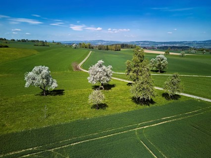 Blooming fruit trees, Geltwil, Freiamt, Canton of Aargau Switzerland