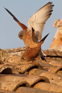 Lesser Kestrel (Falco naumanni), pair mating, Castile-La Mancha