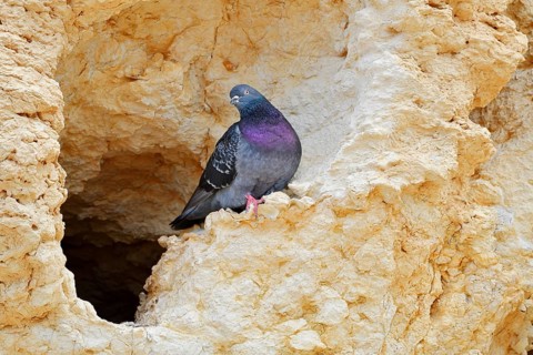 Rock pigeon (Columba livia) sitting at the breeding den in a rock, Algarve, Portugal