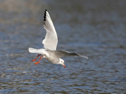 A black-headed gull swooping, Ümminger See, Bochum, Ruhrpott, North Rhine-Westphalia, Germany