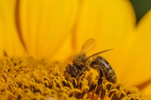 Daytime horizontal macro side-view of a single honey bee (Apis mellifera) covered in golden pollen