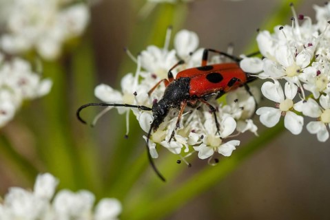 Longhorn beetle spec., Nustera distigma, beetle, longhorn beetle, Extremadura, insects, beetles,