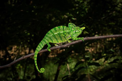 A male chameleon of the genus Furcifer labordi in the dry forests of Kirindy Forest in western