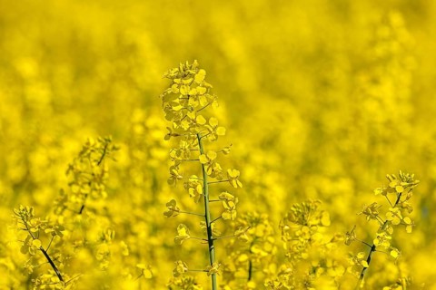 Yellow flowers of rapeseed field, oilseed rape, canola (Brassica napus subsp. napus) flowering in