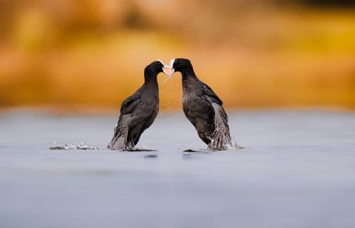 Coots (Fulica atra) fighting over territory, Zurich, Switzerland