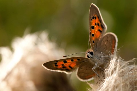 Moth, small moth, Lycaena phlaeas, small copper, butterfly, insects, butterfly, butterflies
