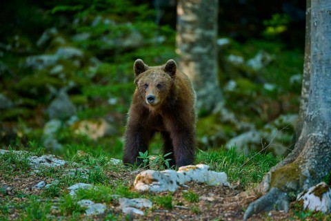 A brown bear stands alert on rocky ground in the forest, European brown bear (Ursus arctos),