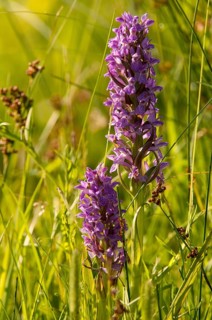 Dactylorhiza incarnata, flesh-colored orchid, orchidaceae, orchids, orchid family, stiff-leaf