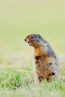 Columbia ground squirrel (Urocitellus columbianus, Spermophilus columbianus) standing upright in a