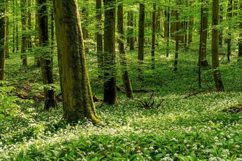 A mystical primeval forest with ancient European beech trees (Fagus sylvatica) and green foliage
