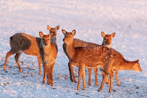 Four female Dybowski deer (Cervus nippon hortulorum) and a young stand in a snow-covered meadow at