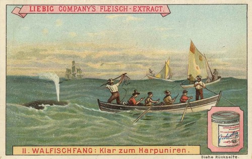 Whaling picture series, showing the dramatic moment of a whale hunt in the open sea, in which men