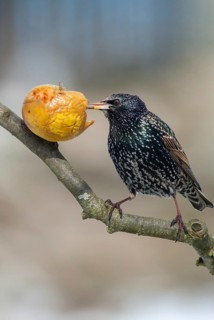 Star, Starling, Sturnus Vulgaris, Birds, Garden, High Size, Portrait, Passeri, Songbirds, Birds