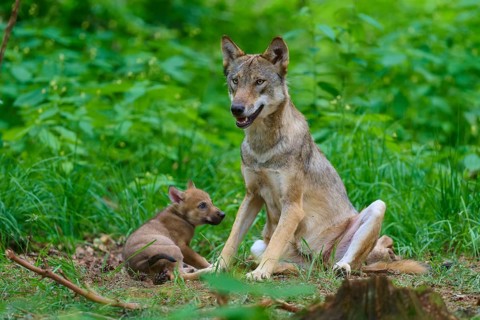 A wolf and a puppy are relaxing peacefully in the green forest setting, summer, wolf (Canis lupus),