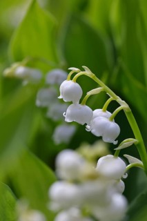 Lily of the valley (Convallaria majalis) – a plant that flowers in spring, close-up of the