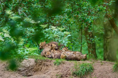 A pack of young wolves rests in the forest, surrounded by dense vegetation, wolf (Canis lupus),