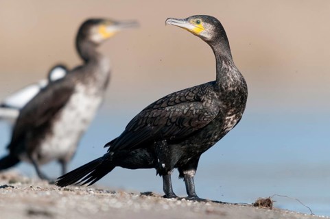 Black shag, cormorant, phalacrocorax carbo, birds, pelecaniforms, ropedes, birds, waterbirds,