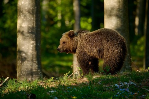 A brown bear roams through a shady part of the forest, European brown bear (Ursus arctos), Slovenia