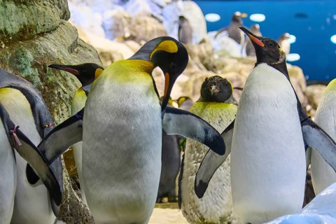 A group of penguins gathers in front of snow-covered rocks, Planet Penguin, Penguin (Spheniscidae),