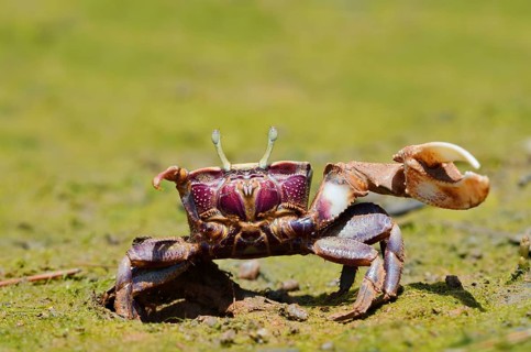 European fiddler crab (Uca tangeri), male, Algarve, Portugal