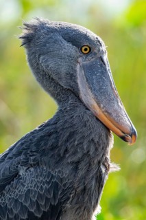Shoebill (Balaeniceps rex), juvenile, animal portrait, swamps of Mabamba, Lake Victoria, Uganda