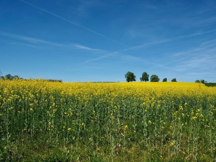 Wide canola field under blue sky with scattered trees in the background, Arbon, Canton of Thurgau,