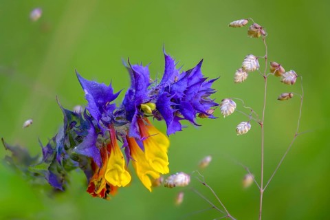 Hornquail Wheat, Melampyrum Nemorosum, Orobanchaceae, Scrophulariaceae, Summerwort, Wood Cow Wheat,