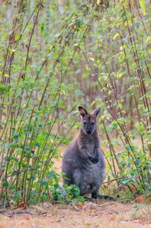 A red-necked wallaby (Macropus rufogriseus) sits on a cloudy day amidst tall, dense clumps of
