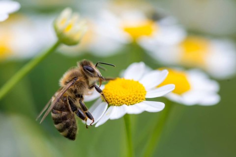 Apidae, apis mellifera, bees, European honey bee, European honeybee, hymenoptera, western honey